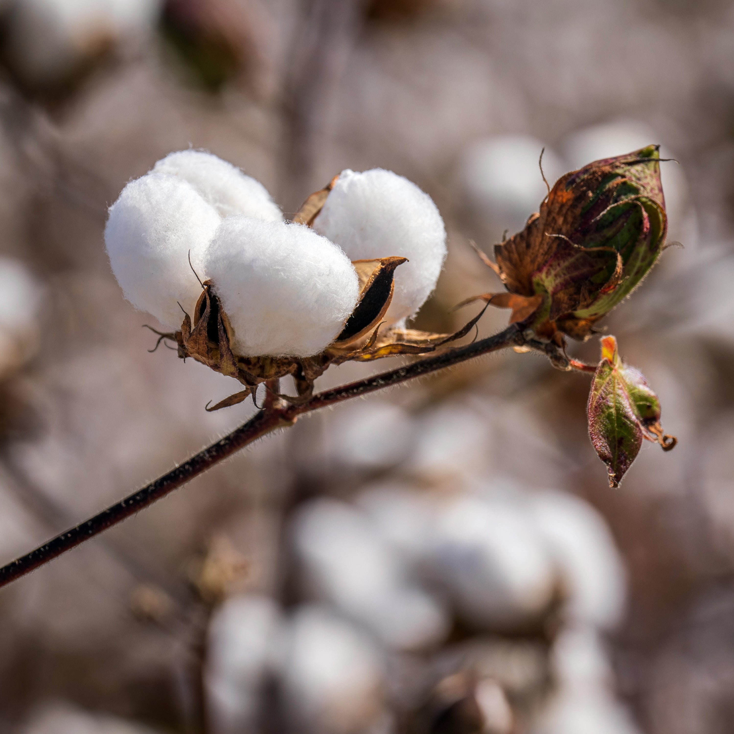 Cotton bolls open on the plant.